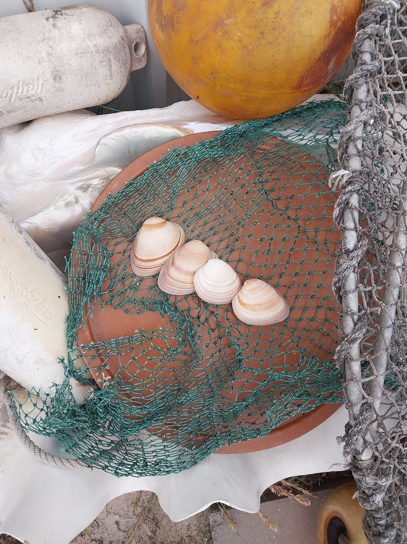 Chocolate Clam Shells - ShellsLoving Coastal Living