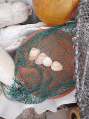 Chocolate Clam Shells - ShellsLoving Coastal Living