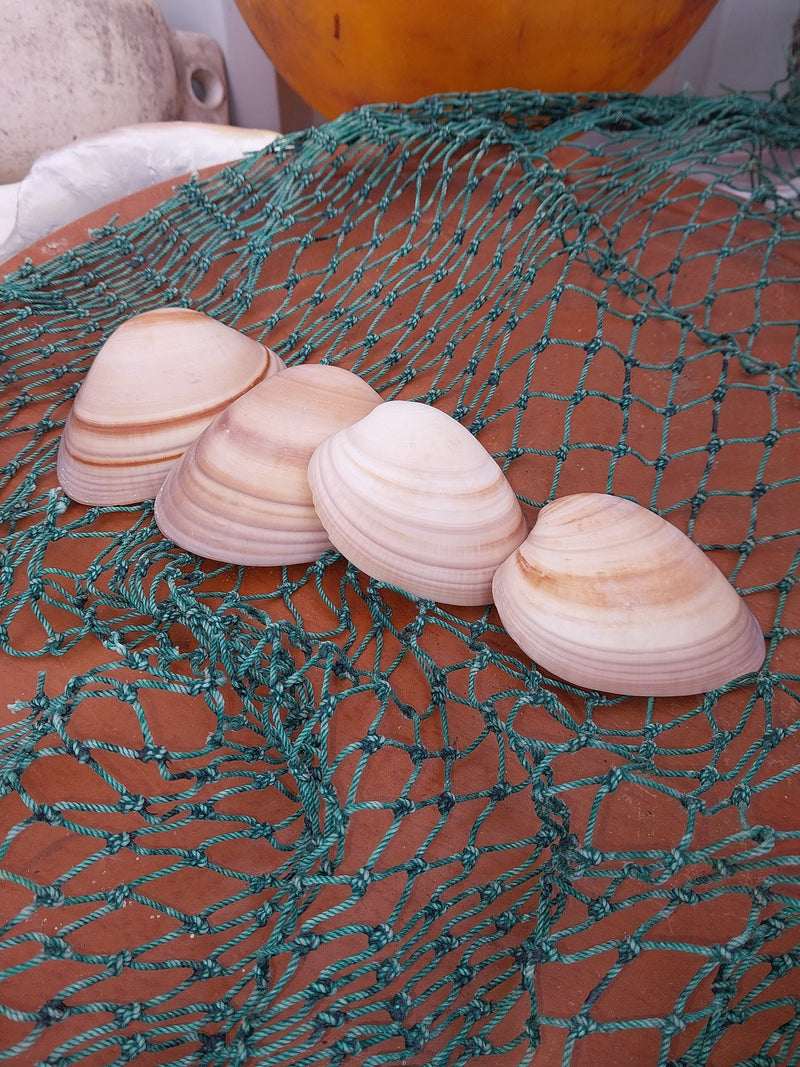 Chocolate Clam Shells - ShellsLoving Coastal Living