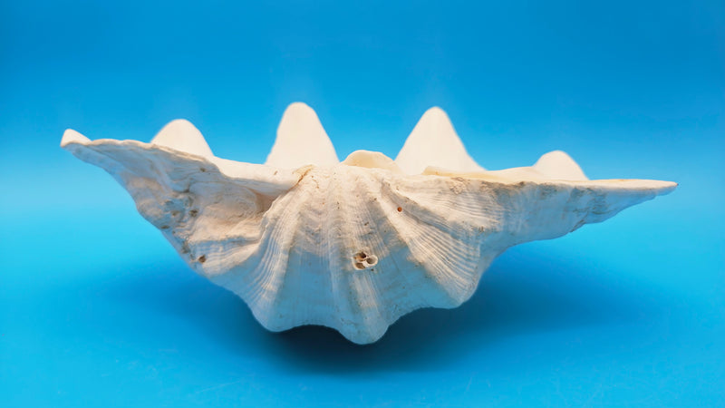 Giant Clam Shell Single Half (Tridacna gigas) | Loving Coastal Living