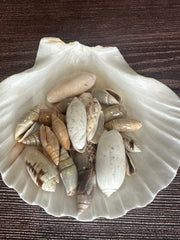 Close-up of assorted Olive Shells arranged inside a large seashell, highlighting their polished surfaces and unique patterns.