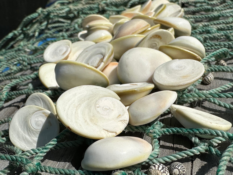 White's Cat Eye operculum shells spread on a net, displaying their natural spirals and smooth textures, perfect for crafting and coastal-themed decor.