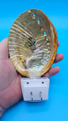 Shimmering abalone shell LED décor