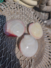 Codakia Tigerina Polished Pairs - World Shells Imports