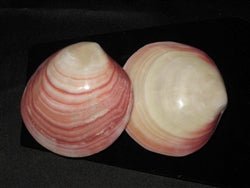 Codakia Tigerina Polished Pairs - World Shells Imports