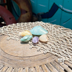 Colored Rainbow Pastel Clam Pairs - World Shells Imports