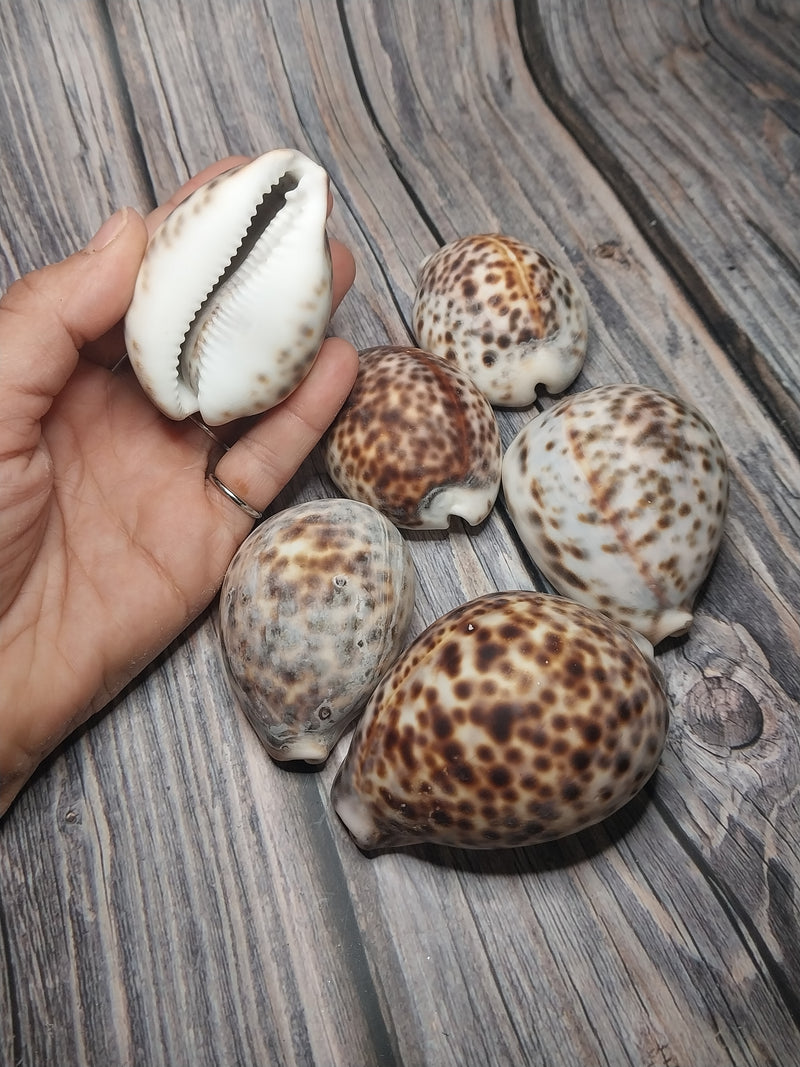 A selection of six Tiger Cowrie Shells, Grade B, resting on a rustic wooden surface. Displaying the leopard-like spotted pattern unique to tiger cowries. The shells vary in appearance, with natural imperfections and a less glossy finish.