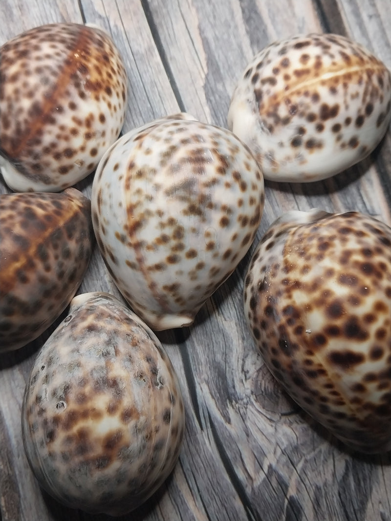 A selection of six Tiger Cowrie Shells, Grade B, resting on a rustic wooden surface. Displaying the leopard-like spotted pattern unique to tiger cowries. The shells vary in appearance, with natural imperfections and a less glossy finish.