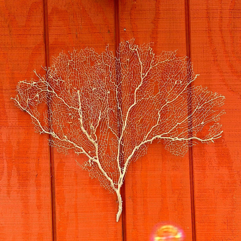 Cream Sea Fan Coral - 24" - coralTideline