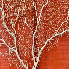 Cream Sea Fan Coral - 24