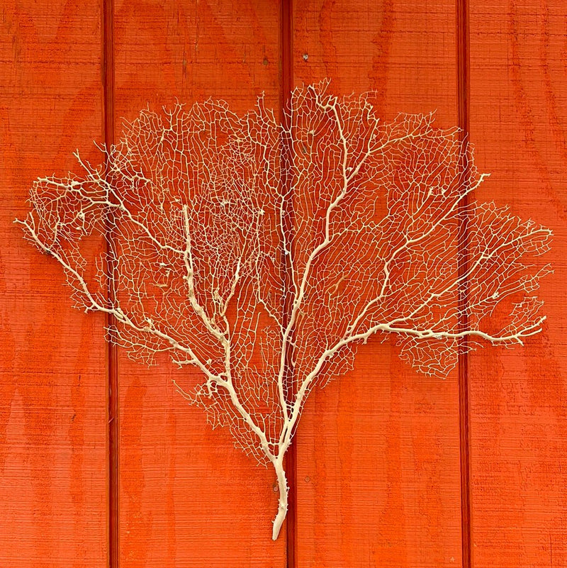 Cream Sea Fan Coral - 24" - coralTideline