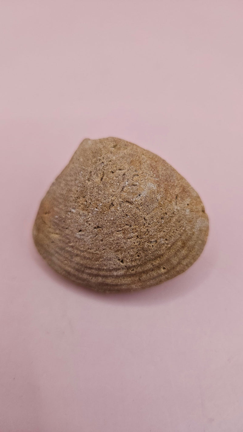 Cretaceous Era Bivalve Fossil | Natural Earth Tone Shell | Ancient Oce ...