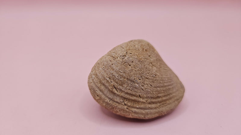 Cretaceous Era Bivalve Fossil | Natural Earth Tone Shell | Ancient Oce ...
