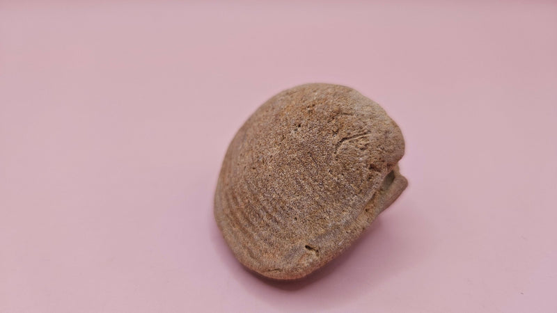 Cretaceous Era Bivalve Fossil | Natural Earth Tone Shell | Ancient Oce ...