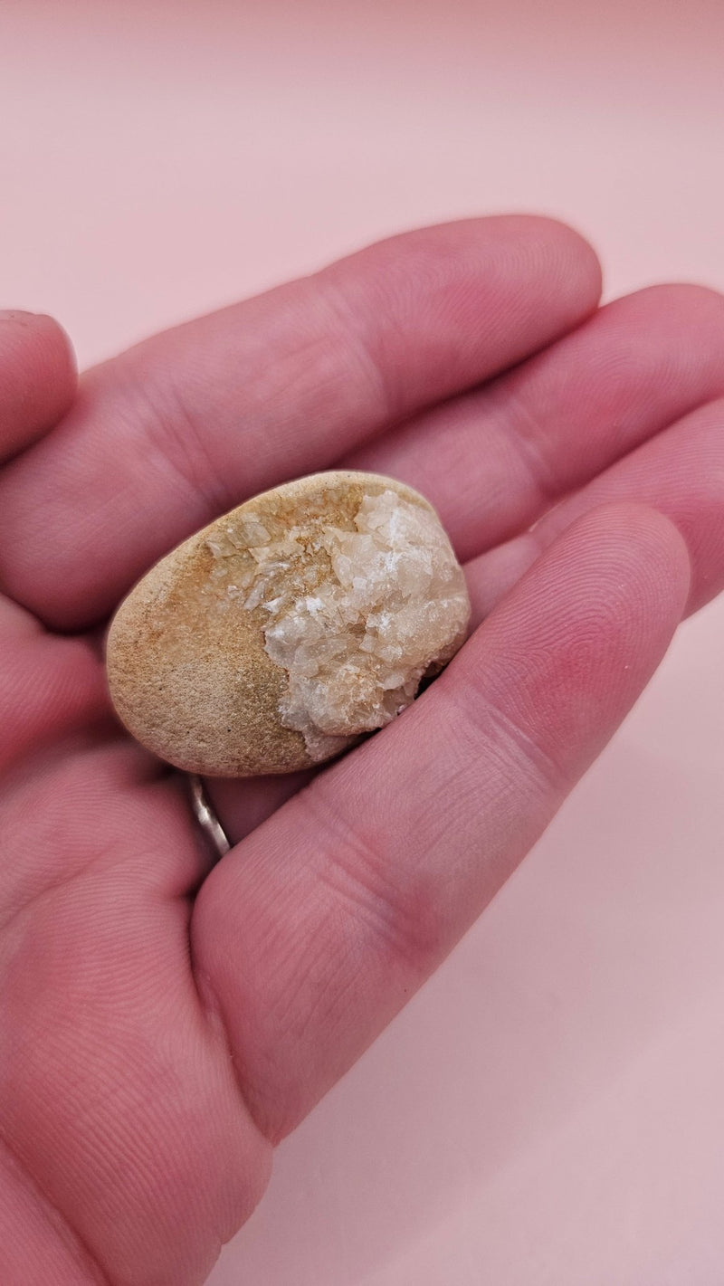 Cretaceous Fossil Clam with Quartz Crystal | Ancient Marine Shell