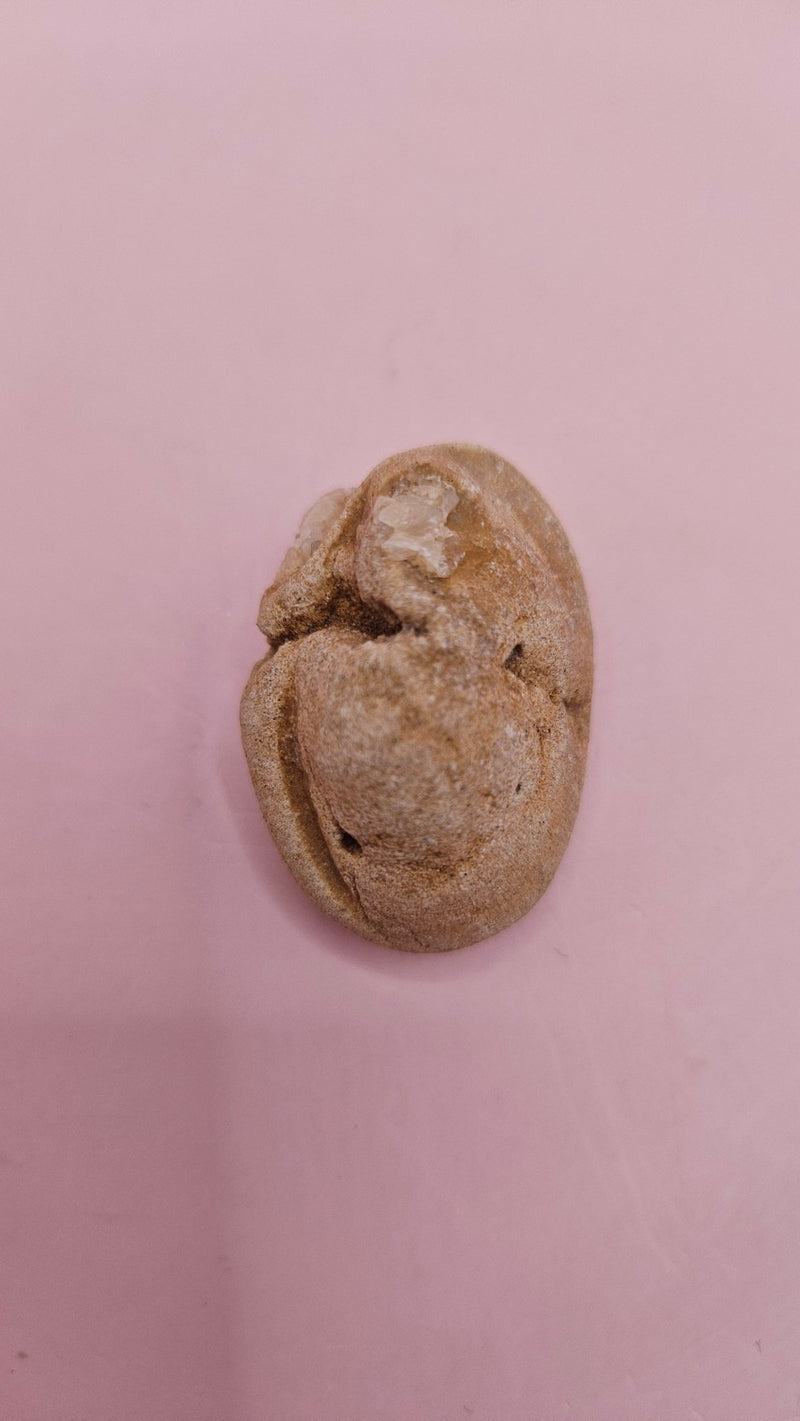 Cretaceous Fossil Clam with Quartz Crystal | Ancient Marine Shell