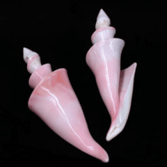 Cut Pink Conch Center Spiral - Strombus gigas - Tideline