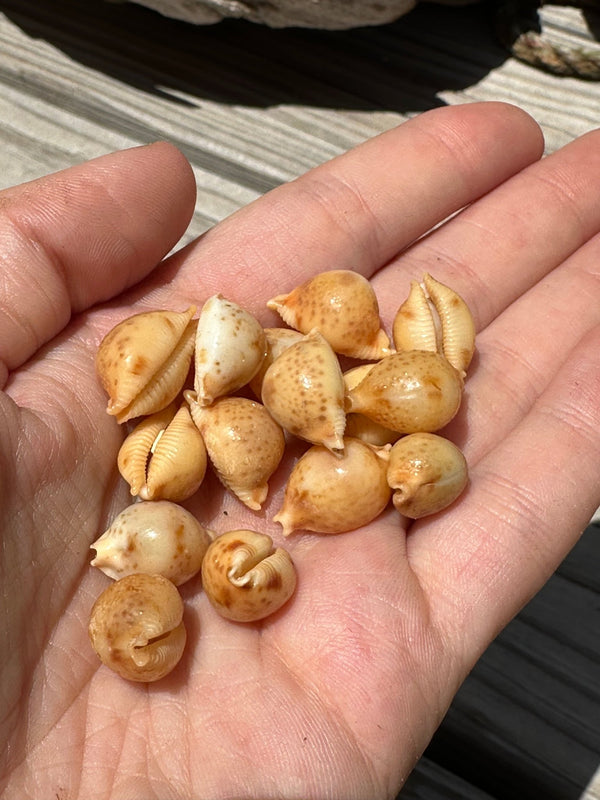 Cypraea bistrinotata - Brown Blotched Cowrie - Loving Coastal Living