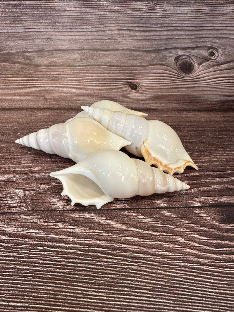 stack of 4 white delicate tibia seashells on a brown wood grain surface.