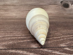 Front view of a white delicate tibia seashell. Showing the spiral of the shell on a dark brown wood grain background.