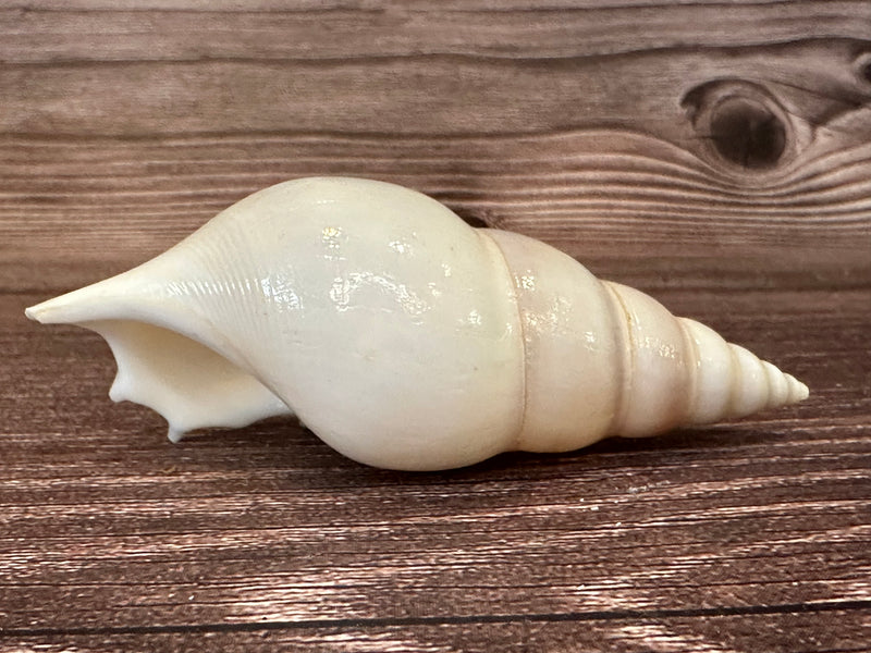 Side view of a white delicate tibia seashell. Showcasing the spiral of the shell and the interior side of the fin. Displayed on a dark brown wood grain. 