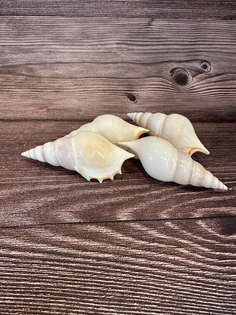 stack of 4 white delicate tibia seashells on a brown wood grain surface.