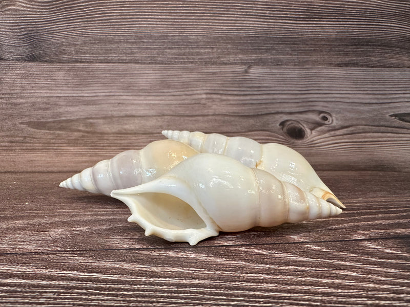 stack of 3 white delicate tibia seashells on a brown wood grain surface.