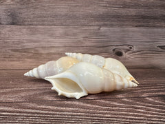 stack of 3 white delicate tibia seashells on a brown wood grain surface.