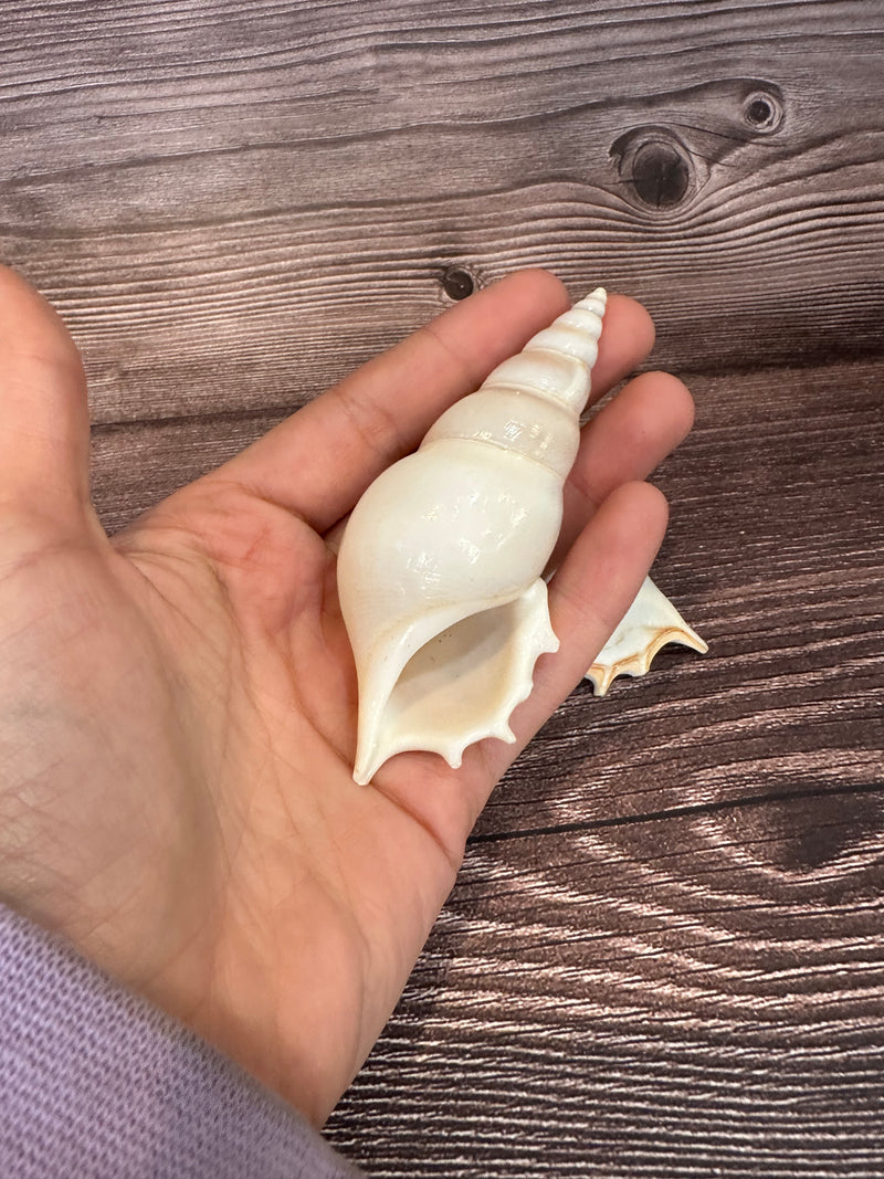 A white delicate tibia seashell balanced on a hand to show size with brown wood grain in background.