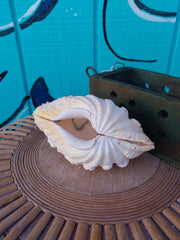 Derasa Clam Pairs - Loving Coastal Living