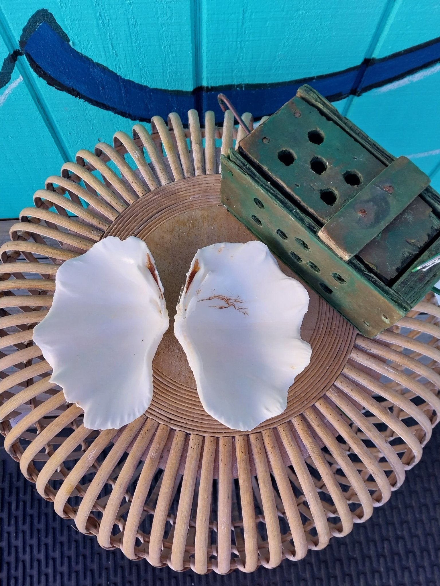 De Rasa Shells Derasa Clam Shell Pairs (Tridacna derasa) | Loving Coastal Living