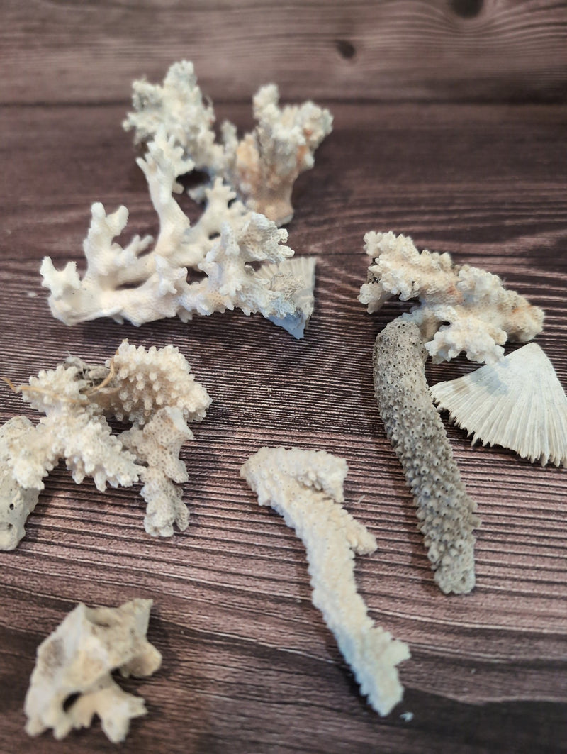 DIRTY Unbleached - Mixed White Coral Pieces Crafting Assortment - Broken Scrap Lot - coralLoving Coastal Living