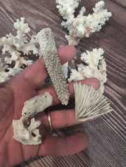 DIRTY Unbleached - Mixed White Coral Pieces Crafting Assortment - Broken Scrap Lot - coralLoving Coastal Living