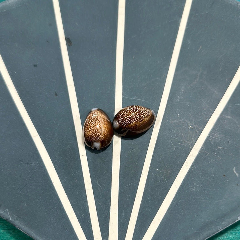 Dragon Head Cowrie - ShellsLoving Coastal Living