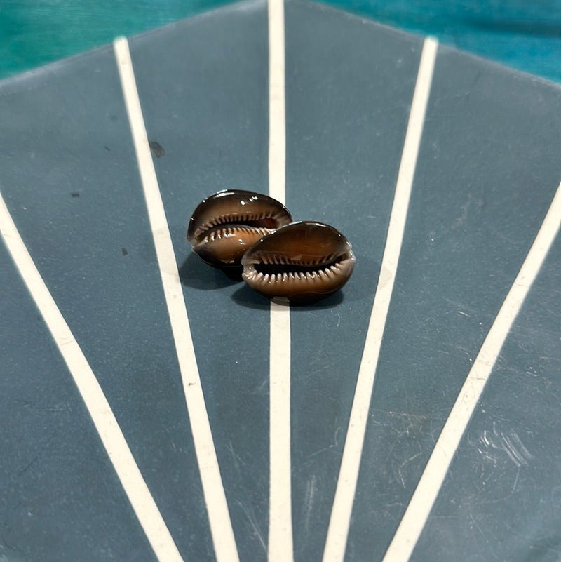 Dragon Head Cowrie - ShellsLoving Coastal Living