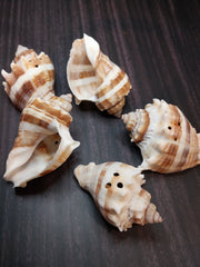 Drilled Florida Crown Conch (Melongena Corona) - Loving Coastal Living