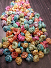 Dyed Malabar Snail Shells - Loving Coastal Living