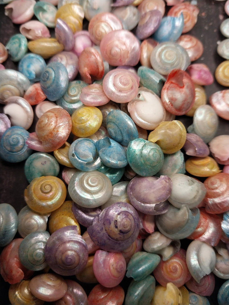 Dyed Pastel Umbonium Shell - Loving Coastal Living