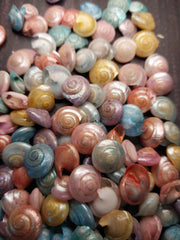 Dyed Pastel Umbonium Shell - Loving Coastal Living