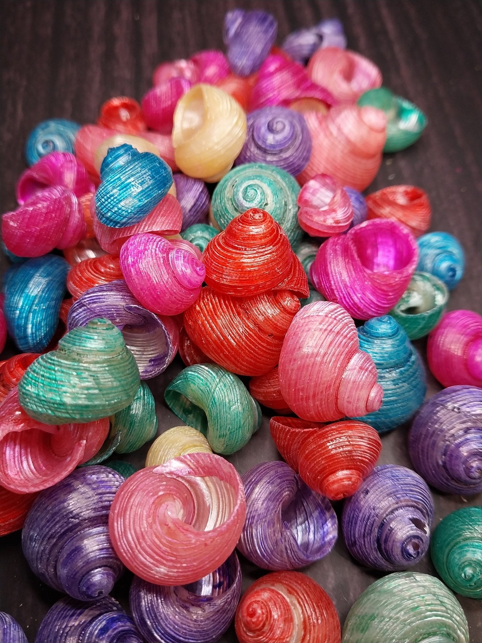 Dyed Shell Bulk Dyed Turbo Shells – Vibrant Spiral Craft Shells for DIY & Coastal ...
