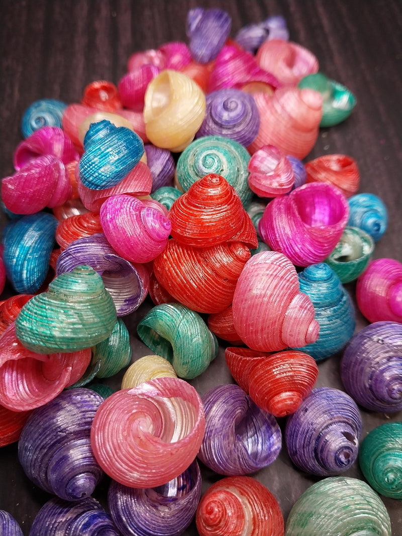 Dyed Turbo Shell - Loving Coastal Living