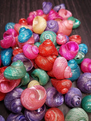 Dyed Turbo Shell - Loving Coastal Living