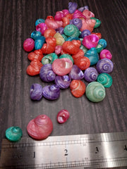 Dyed Turbo Shell - Loving Coastal Living