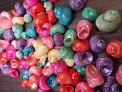 Dyed Turbo Shell - Loving Coastal Living