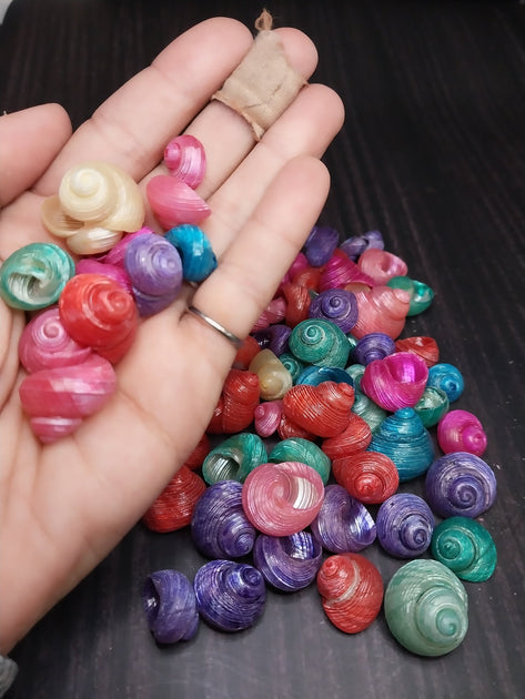 Dyed Shell Bulk Dyed Turbo Shells – Vibrant Spiral Craft Shells for DIY & Coastal ...