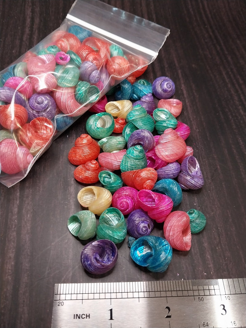 Dyed Shell Bulk Dyed Turbo Shells – Vibrant Spiral Craft Shells for DIY & Coastal ...