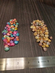 Dyed Umbonium Shells - Loving Coastal Living