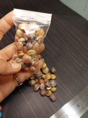 Dyed Umbonium Shells - Loving Coastal Living