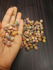 Dyed Umbonium Shells - Loving Coastal Living