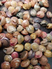 Dyed Umbonium Shells - Loving Coastal Living